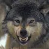bailey Rae tucker - @jake_the_wolf_therian - TikTok