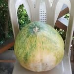 Rafael Aracena - @rafael.aracena.79 - Instagram