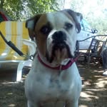Rafael diva casper bulldog - @rafaboca_72 - Instagram