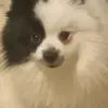 João Rafael Ferro Sa - @churasslel - TikTok