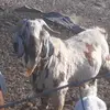 Rafael Galvan191 - @elchivero1983 - TikTok