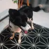Rafael HENRY - @rafael._.henry - TikTok