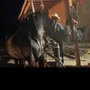 Rafael Leal - @www.rancher.co - TikTok