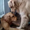 Herrera - @rafaelleonellherr - TikTok