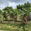 Rafael Ogando - @rafael.ogando36 - TikTok
