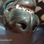 Rafael Sans - @rafael_sans_labrador - Instagram