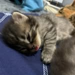 Rafael Solomon - @paengsz - Instagram