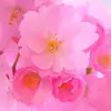 Wildon rafael Villazon Domingu - @wildon.rafael.vil - TikTok