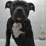 rafaela henriquez - @ameri_canbullythor - Instagram