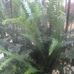 Rafaela Jurado - Facebook