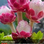 Rafaela Lopez - Facebook