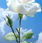 Rafaela Nava - Facebook