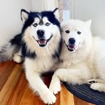 Orlando + Rafael - @orlando.rafael.alusky - Instagram