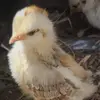 Rafaela Ortiz - @rafaela.ortiz269 - TikTok