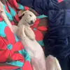 Rafaela Puente - @rafapuente_ - TikTok