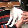 rafaelaresugarte - @rafaelaresugarte - TikTok