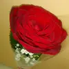 FiFi - @rafah_almasri - TikTok