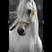 Rabah Masri - Facebook