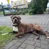 rafaldobek3 - @rafaldobek3 - TikTok
