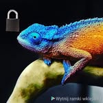 Rafał Jurkowski - @kameleon_private - Instagram
