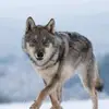 xxxmen - @rafalojowski - TikTok