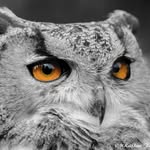 Rafal Rynkiewicz - @rafowl68 - Instagram