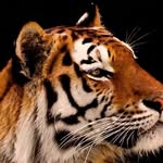 Rafi Haque - @hunting.star0 - Instagram