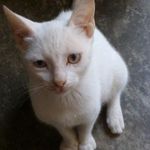 Rafik Ras Dib - @rafikrasdib - Instagram