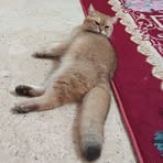 Rafiq Rahim - Facebook
