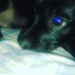 ragner soy un perro - @ragnercito2436 - Instagram