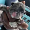 raheemevans7 - @srtheemwiththeexoticdog1 - TikTok