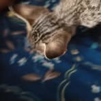 Rahim Qureshi - Facebook