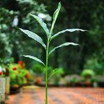 Rahman GreenAgro 🌱🌱 - @rahmangreenagro - Instagram