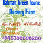 Rahman Greens House - @rahmangreenshouse - Instagram