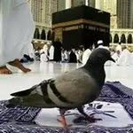 Shahid Rahman F - @rahman_shahid - Instagram