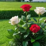 Shahidr Rahman - @rahman_shahidr - Instagram