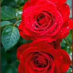 Rahmina Rohman - Facebook