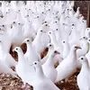 Rahul Kumar - @rahulkumar26394 - TikTok