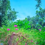Raihan Ali - Facebook