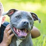 "Rain" the Pitbull Jones - @rain.jones - Instagram