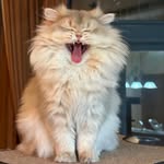 Rainbow Yang - @rainbow.yang.12 - Instagram