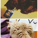 Rainbow_HK - @rainbow_yuen_cat_hk - Instagram