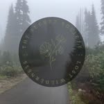 Raine-Fox Ainsley - @the_s.s.w.l._ - Instagram