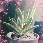 Raine Patterson - @sprout_of_luck - Instagram