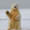 reinertdanke - @reinertdanke - TikTok