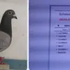 Rainier El Rey 👑 - @rainier.gonzalez23 - TikTok