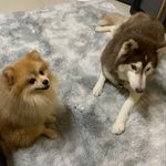 🐶 𝐑𝐚𝐢𝐧𝐲&𝐂𝐨𝐨𝐩𝐞𝐫.𝐭𝐡𝐞 𝐝𝐨𝐠 𝐆𝐚𝐧𝐠 🐶 - @rainycooper.thedog - Instagram