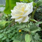 Raisa Brown - Facebook