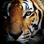 Raj Luhar - @raj.luhar.5249 - Instagram