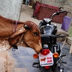 Raj Luhar Raj Luhar - @rj_27_sisodiya_deri_farm_mavli - Instagram